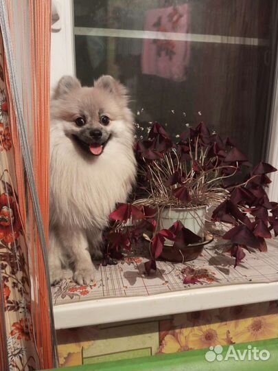 Продам шпица