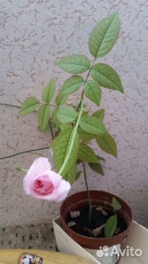Чайная комнатная роза