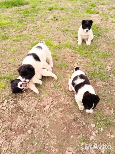 Щенки Алабая