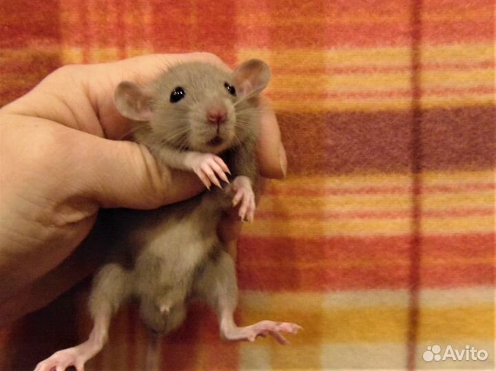 Крысы, крысята дамбо от заводчика, клетки, корм