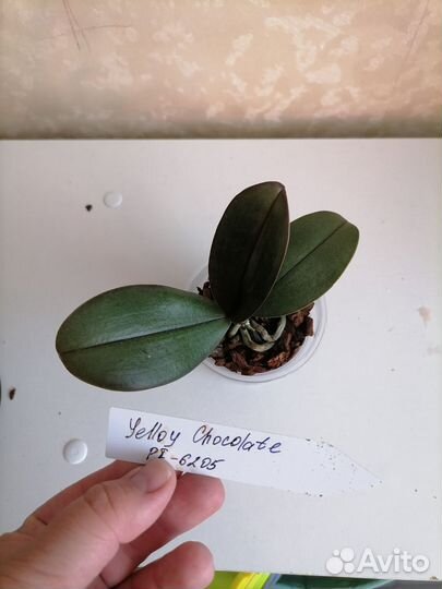 Орхидея фаленопсис подросток