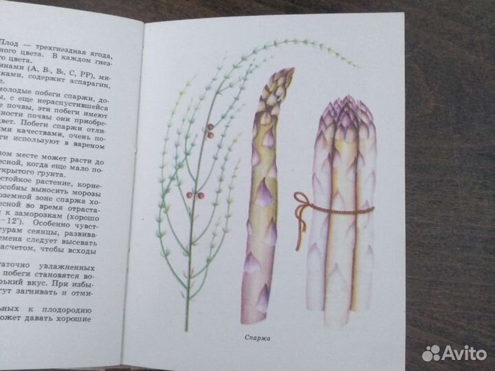 Зеленные и пряные овощные культуры юи Муханова