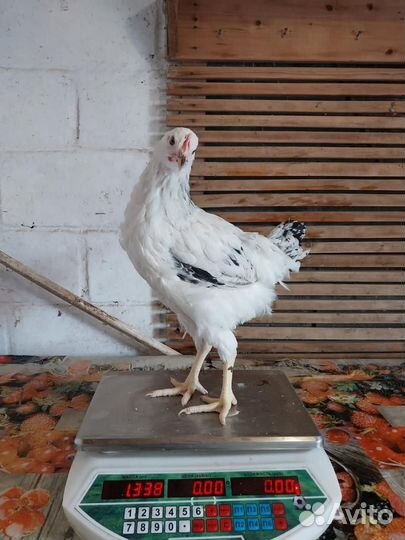 Куры несушки