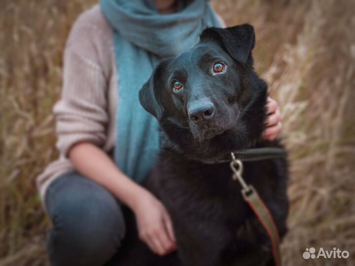 Самый любящий пес Тим