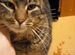 Ласковый котик с кисточками на ушах спасён с улицы