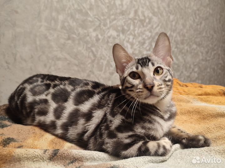 Бенгальские Серебряные Котята