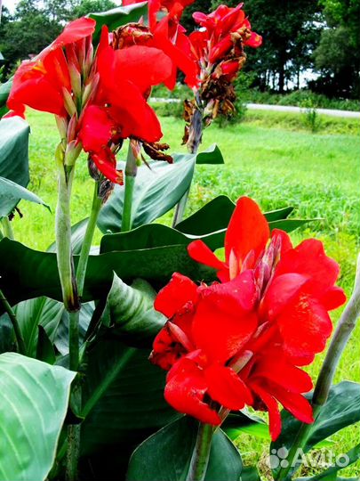 Декоративные растения