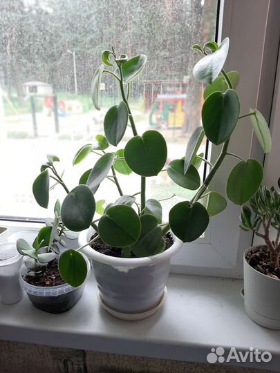 Пеперомии и сингониумы