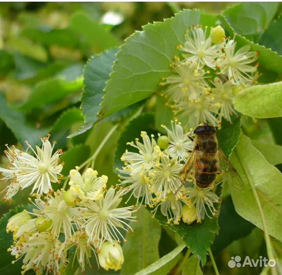 Чабрец, мята