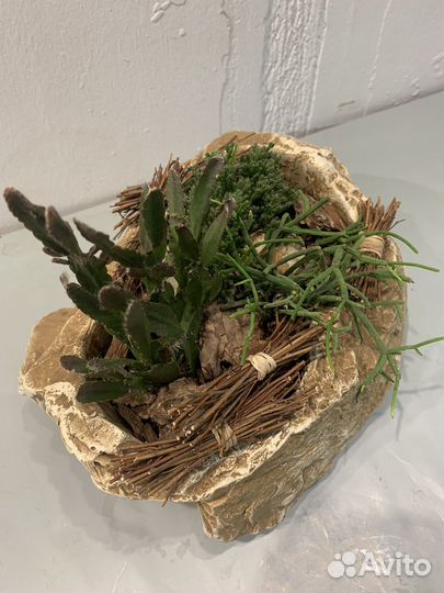 Композиция, цветы, суккуленты