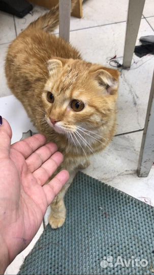 Найден кот