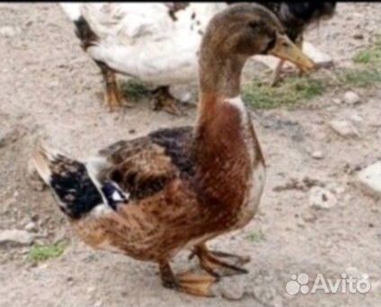 Утки башкирские