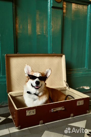 Собака вельш-корги пемброк на фотосессию