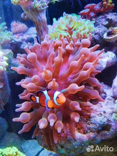 Cветильник для морского аквариума AIR pro 2G+