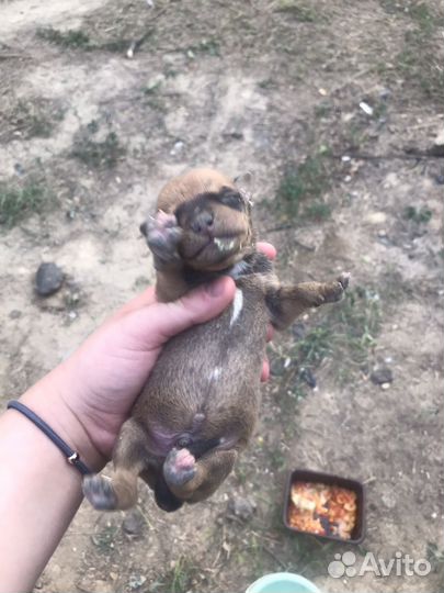 Щенки бесплатно