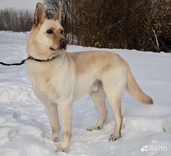 Собака-компаньон Макс в добрые руки