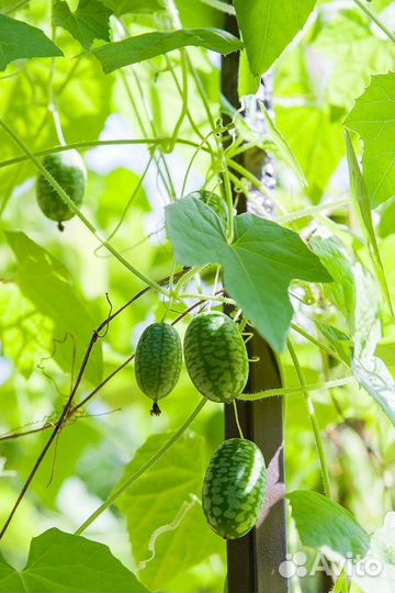 Мелотрия, плодовая лиана, семена