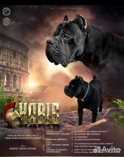 Вязка Кане Корсо