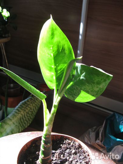 Аглоонема Мадонна