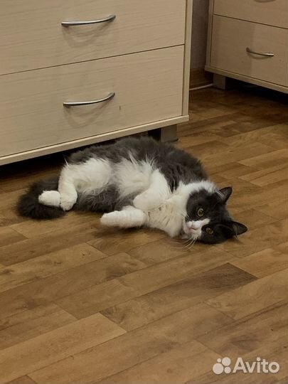 Кошка в добрые руки