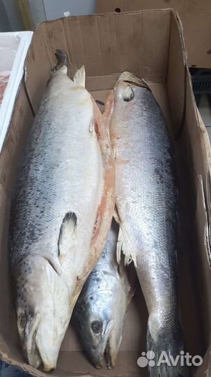 Семга 5+ Лосось (Мурманск, Чили)