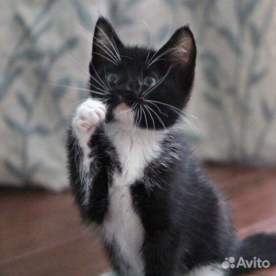 Малыши маркизики черно белые котята бесплатно