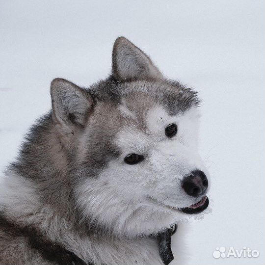 Ищем девочку для вязки