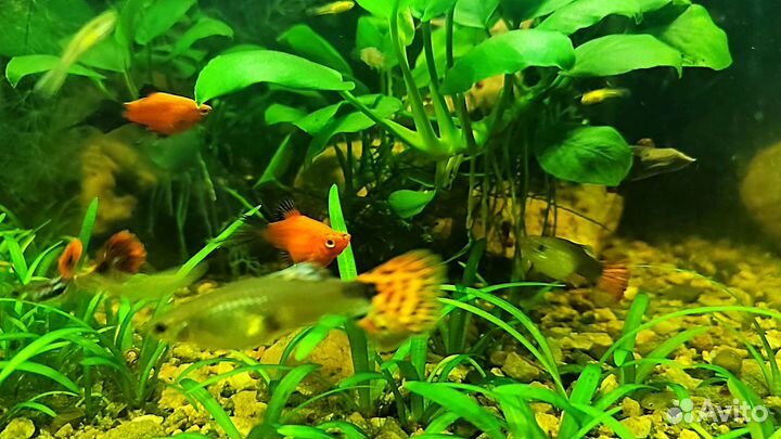 Нерестовик для аквариума (