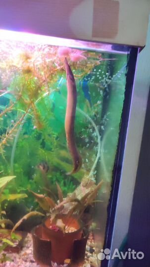 Макрогнатус глазчатый