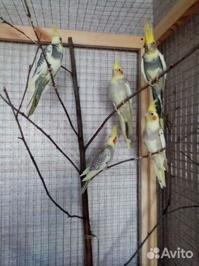 Попугай Карелла