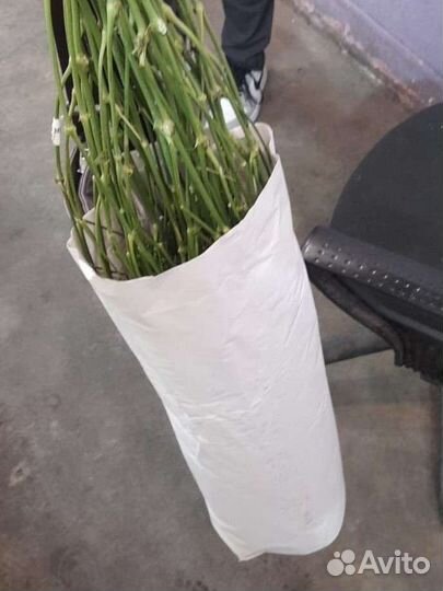 Гипсофила опт