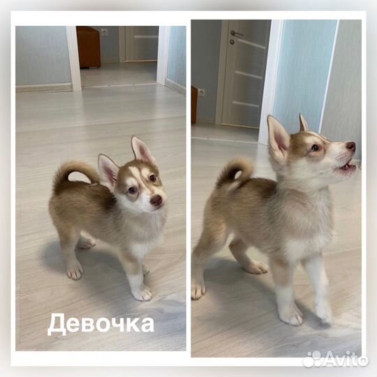 Щенки сибирской хаски