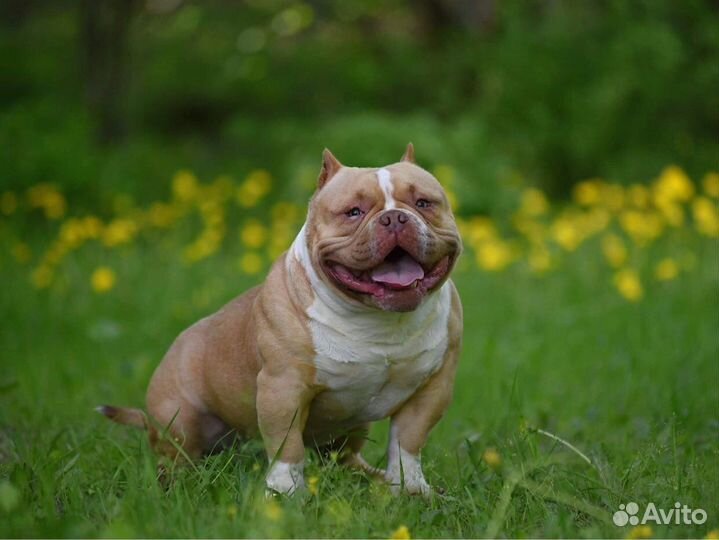 Булли Киндер открыт для вязки