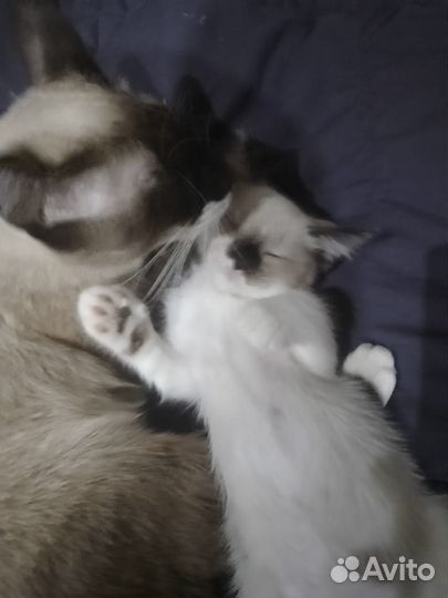 Котята