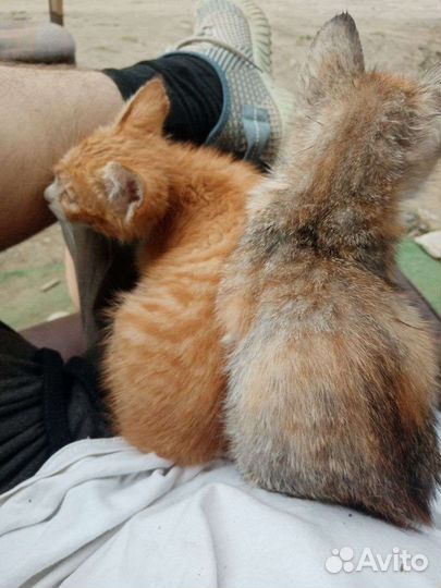 Бесплатные котята