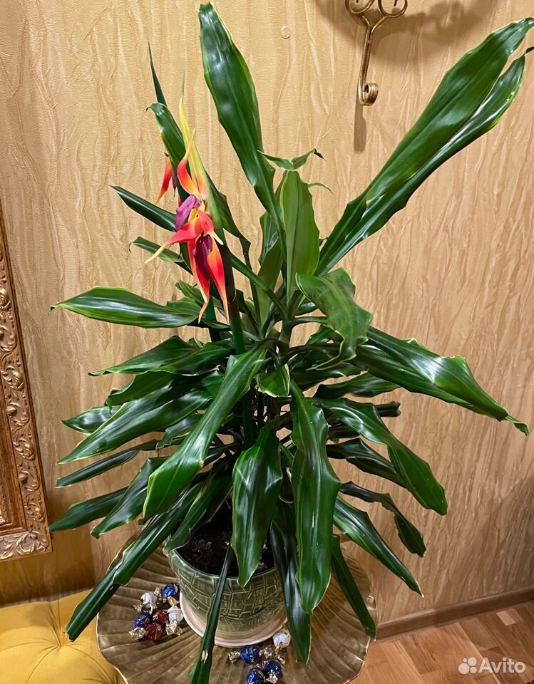 Драцена (Dracaena) - растение из легенд: уход в домашних условиях, фото