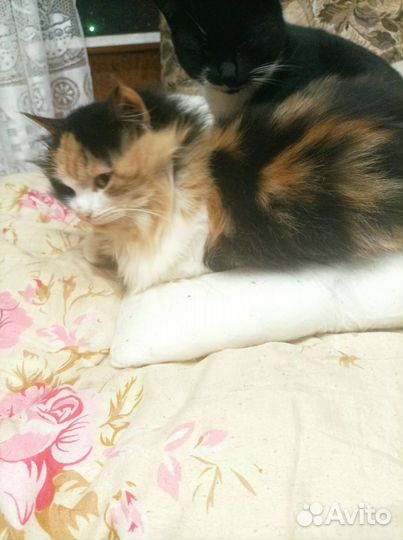 Помогите найти дом