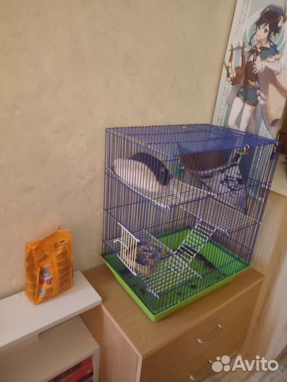 Декоративные крыски