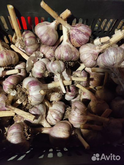 Чеснок