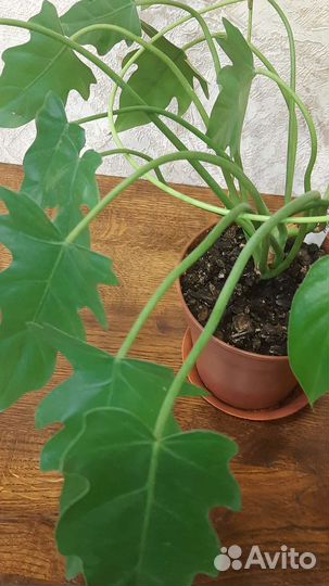 Филодендроны (Ксанаду, Джангл Буги)