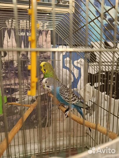 Волнистый попугай