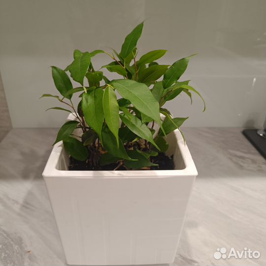 Продам фикус Бенджамина