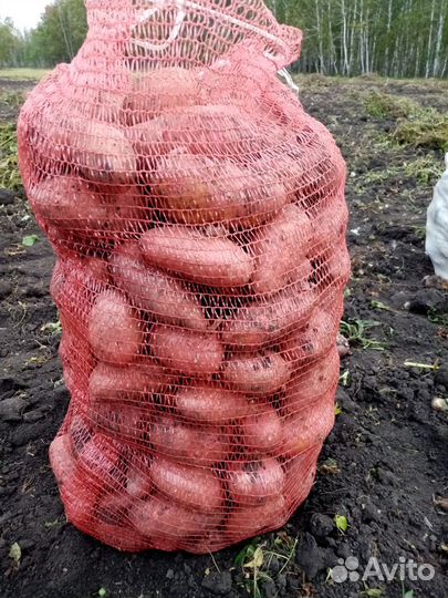 Продам картофель опт розница
