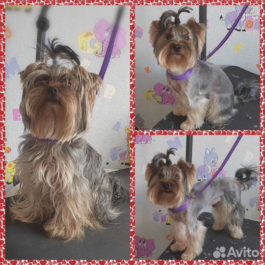 Груминг Йоркширского терьера