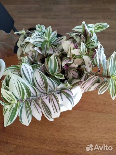 Комнатные растения цветы