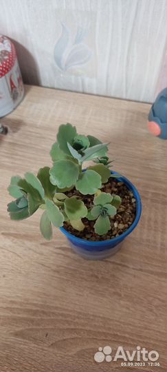 Суккуленты