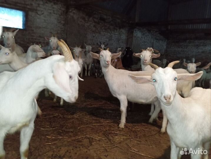 Козы на разведение