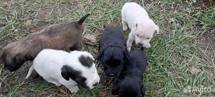 Собака в добрые руки отдам бесплатно