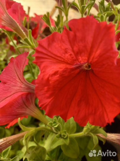 Петуния ампельная и кустовая