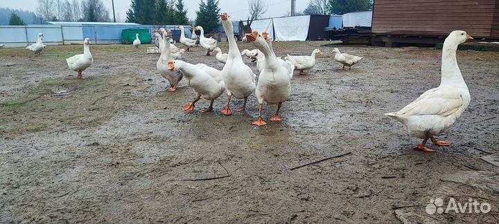 Гуси
